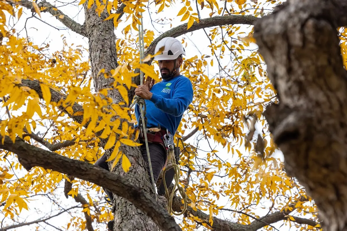 Skilled Tree Transplanting crew working in Glencoe